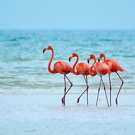 El Corazon Mexican0 Isla Holbox Dış mekan fotoğraf