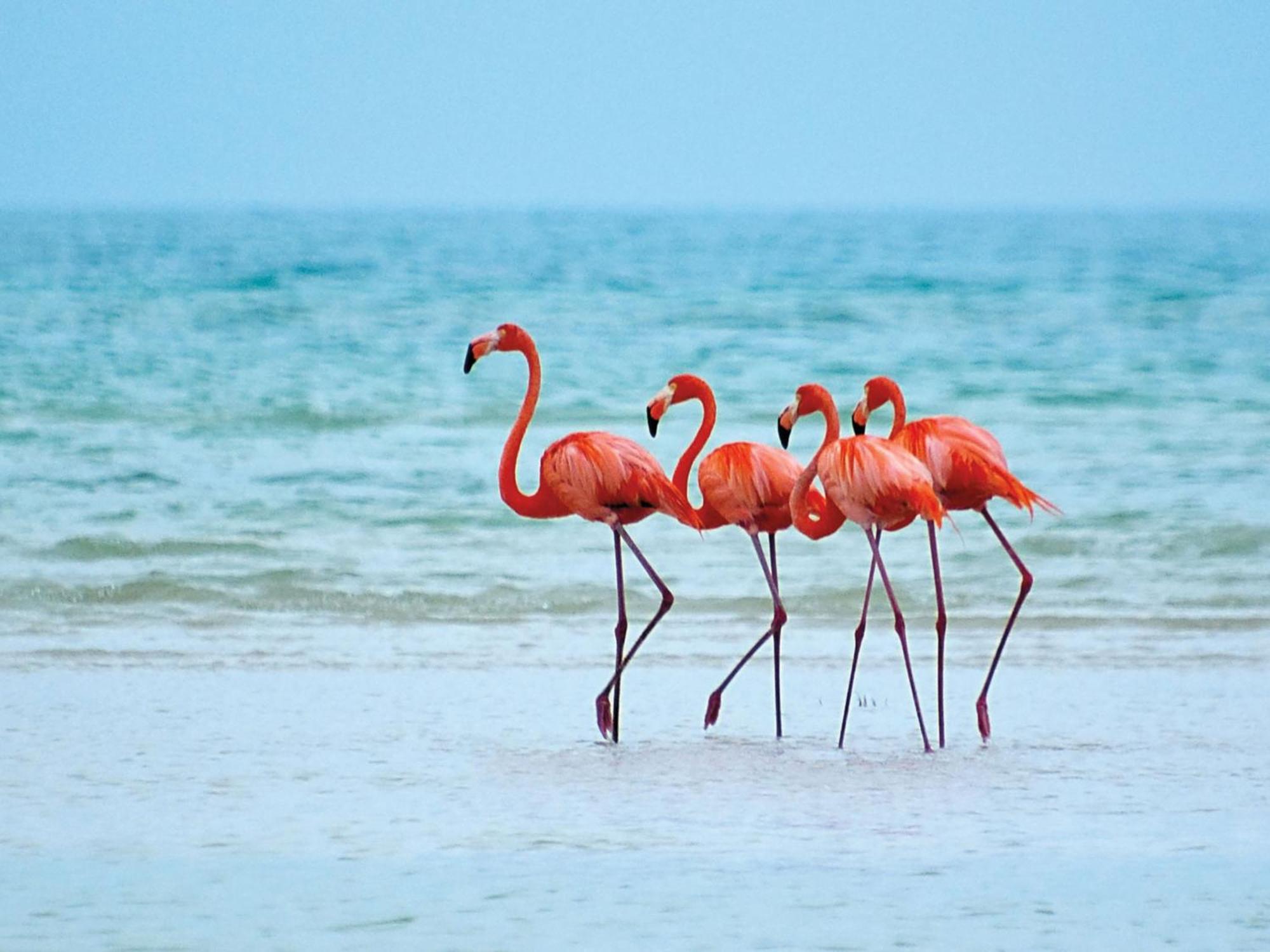 El Corazon Mexican0 Isla Holbox Dış mekan fotoğraf